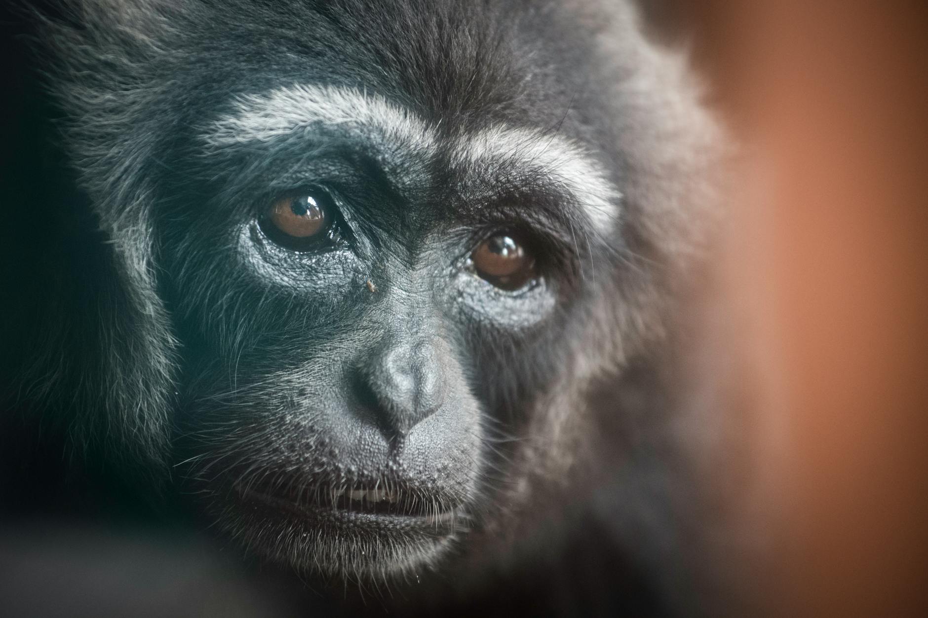 Animals at Ragunan Zoo in Jakarta