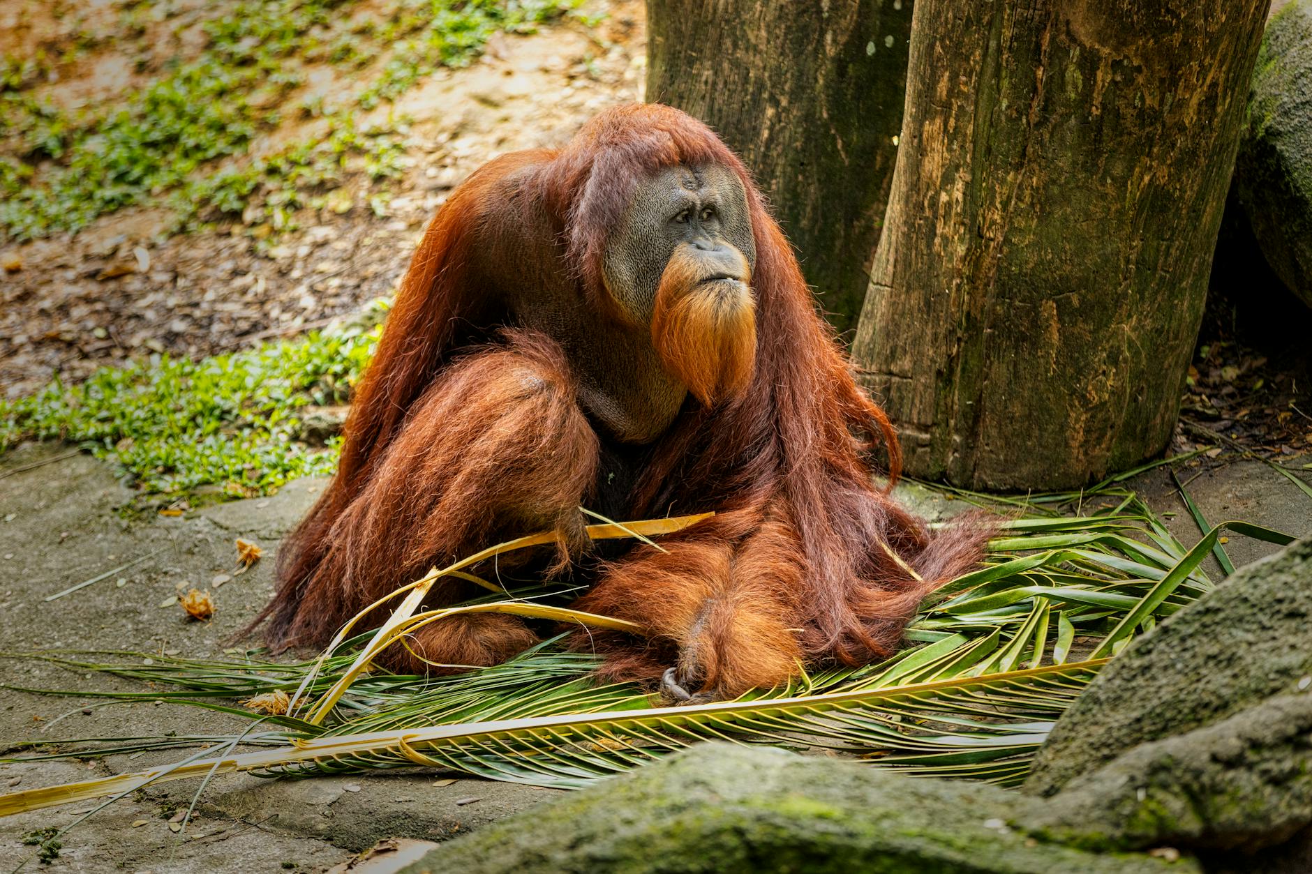 Ragunan Zoo Jakarta animals