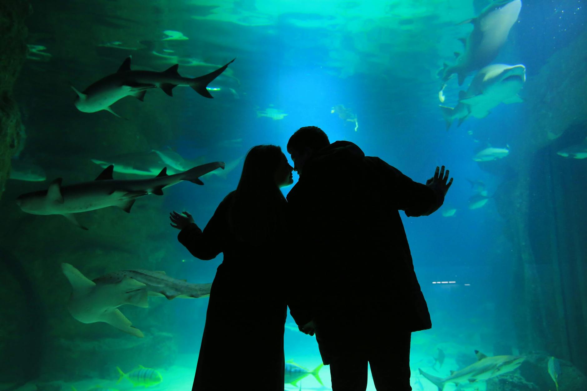 Sharks and tropical fish at SeaWorld aquarium