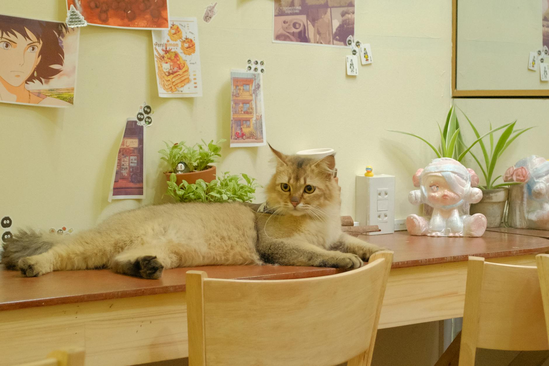 Cats relaxing in a cozy cafe with cushions