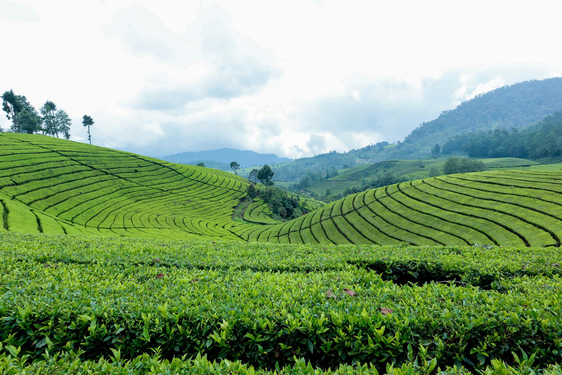 Bandung mountains and tea plantations in West Java