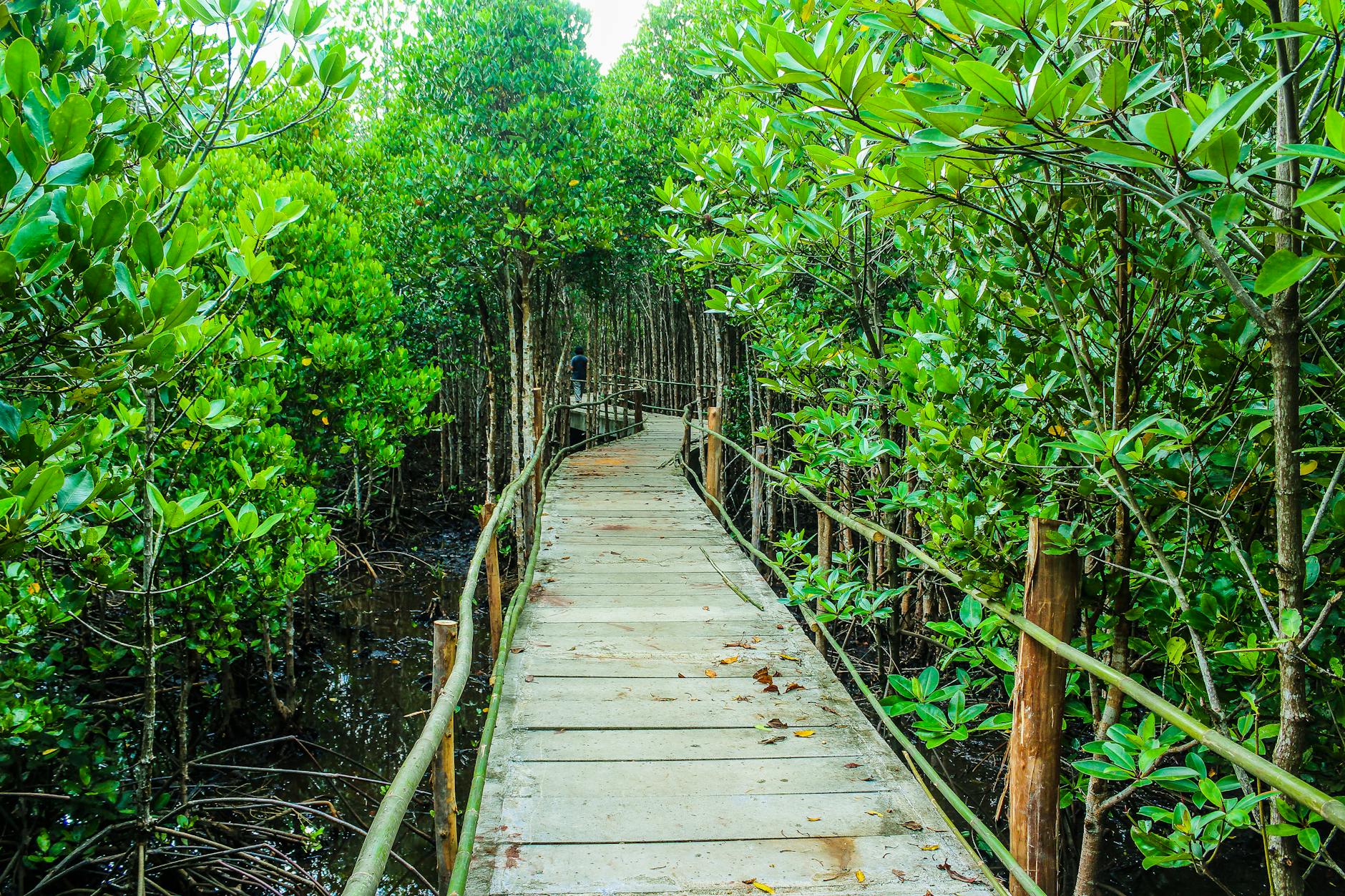 Mangrove forest with wooden boardwalk over tidal water