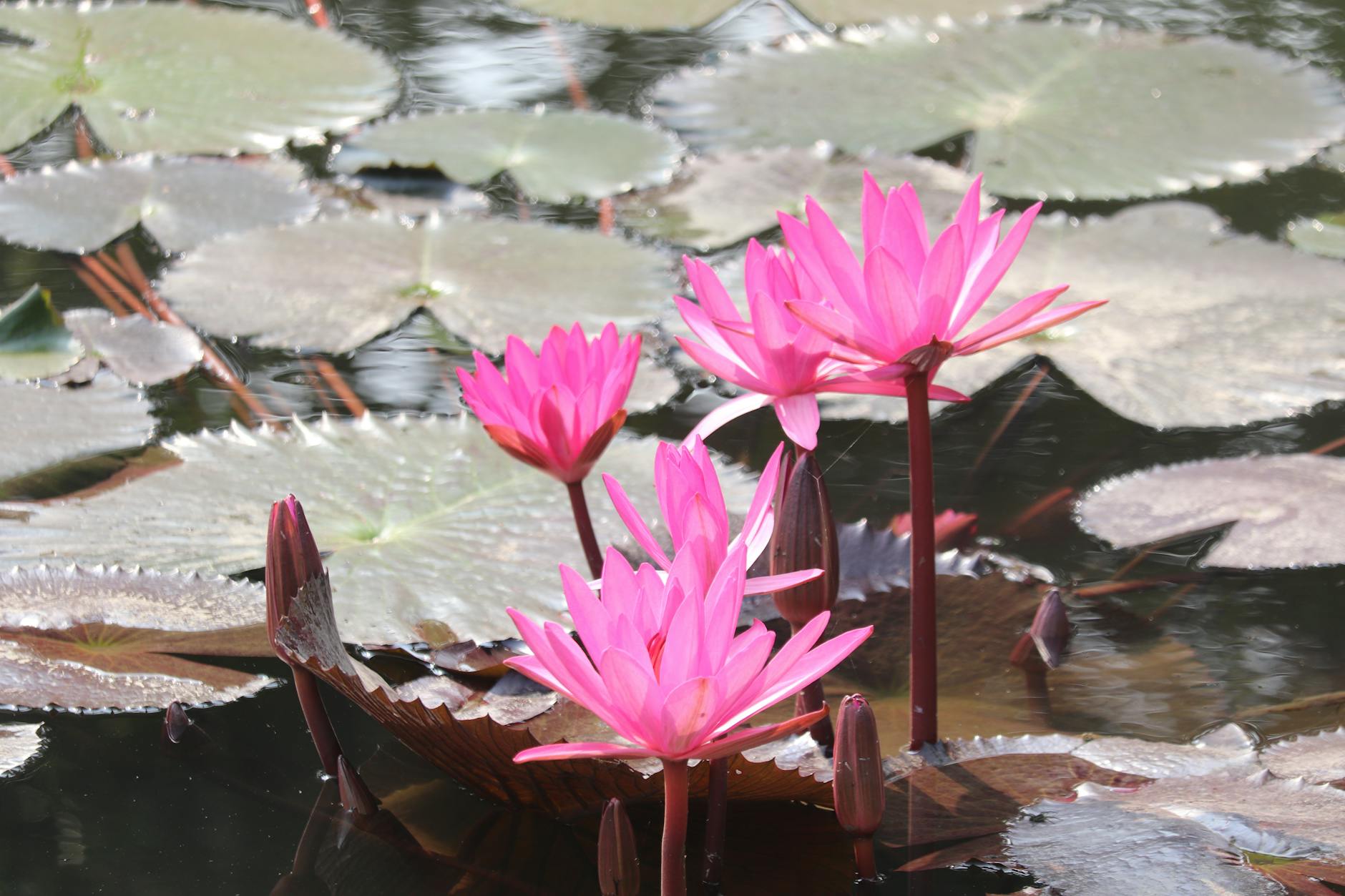 Lotus flowers in a tropical pond at a peaceful park