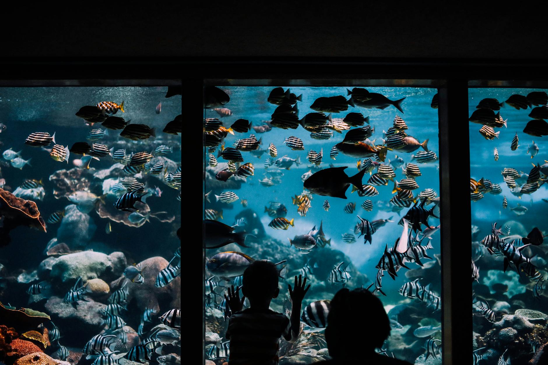 Children watching colorful fish at aquarium exhibit