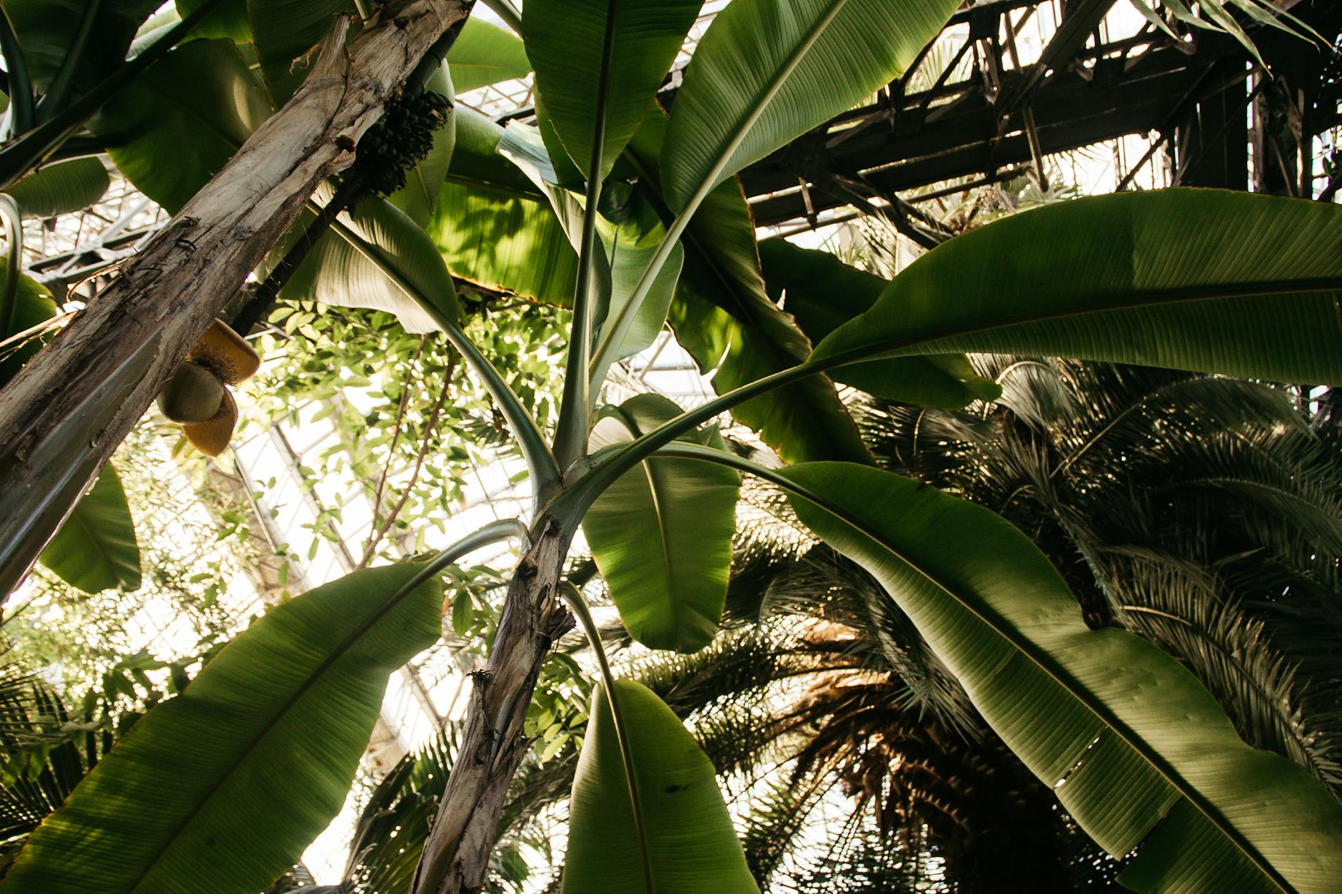 Lush tropical botanical garden with exotic plants