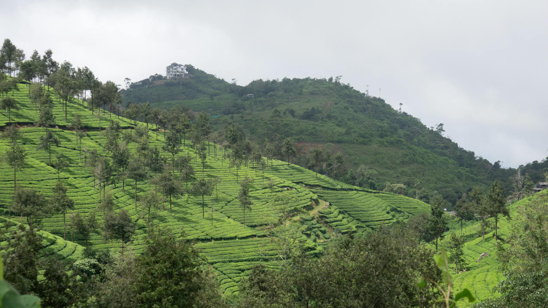 Rolling green tea plantation on misty hillside