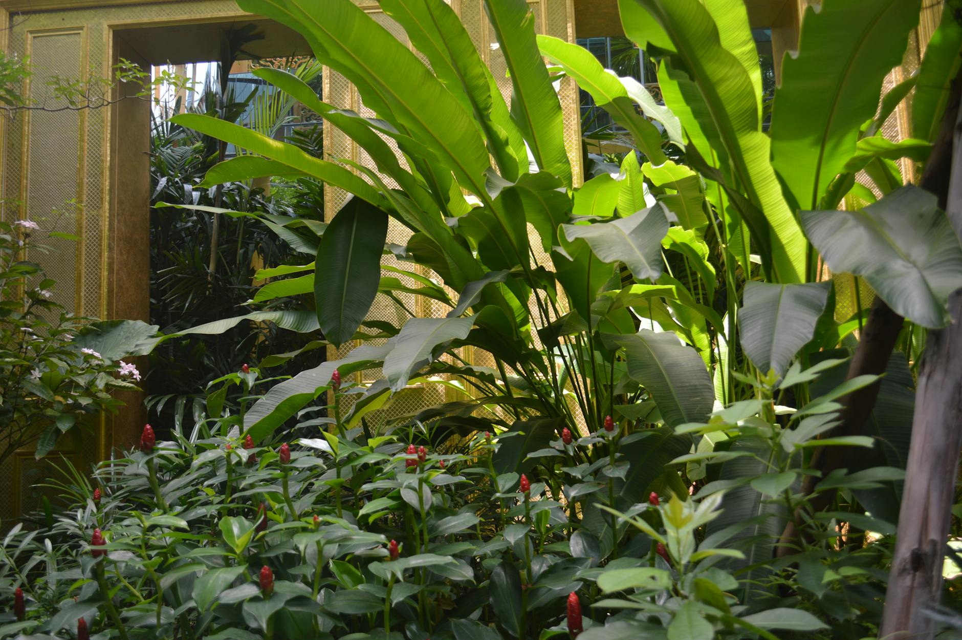 Botanical garden indigo natural dye plants tropical