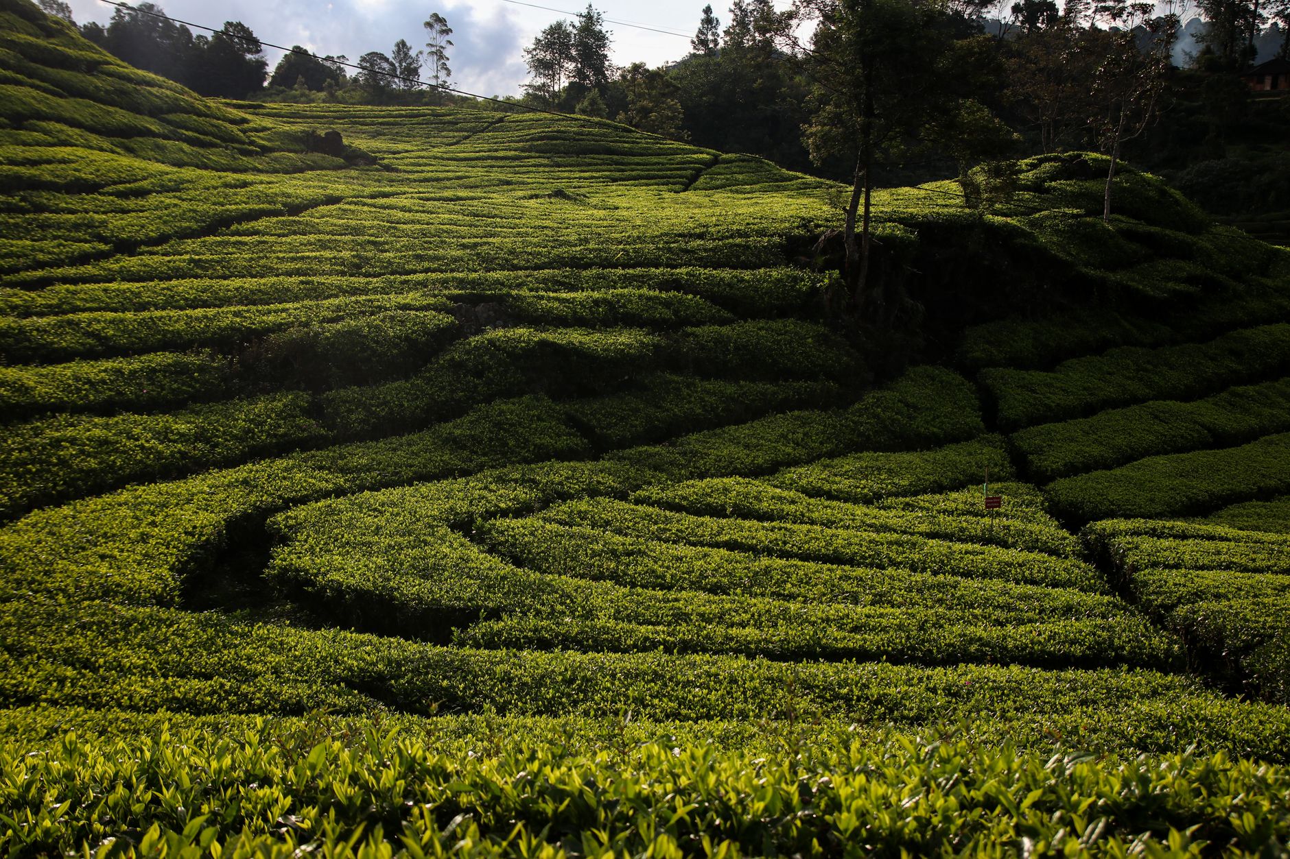 Rows of tea bushes covering steep hillsides in the highlands south of Bandung