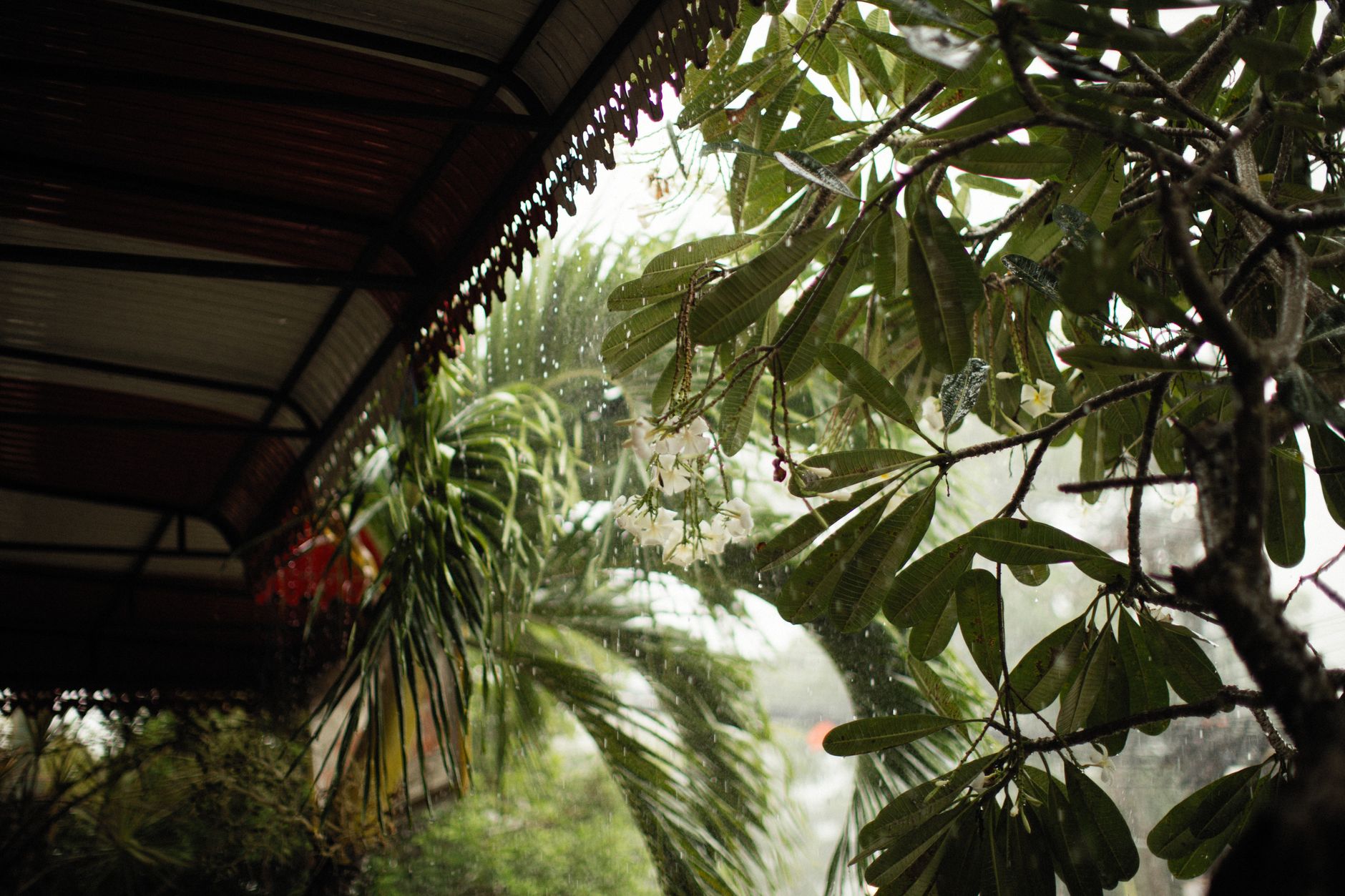 Heavy rain falling past tropical leaves beside a covered walkway
