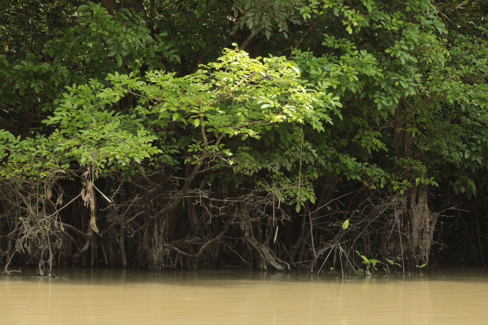 Mangrove trees with exposed roots lining a brown tidal waterway