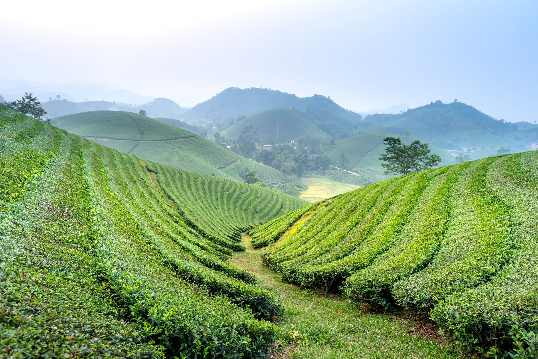 Rows of tea bushes running down misty highland slopes, the landscape of the Puncak tea plantations near Jakarta