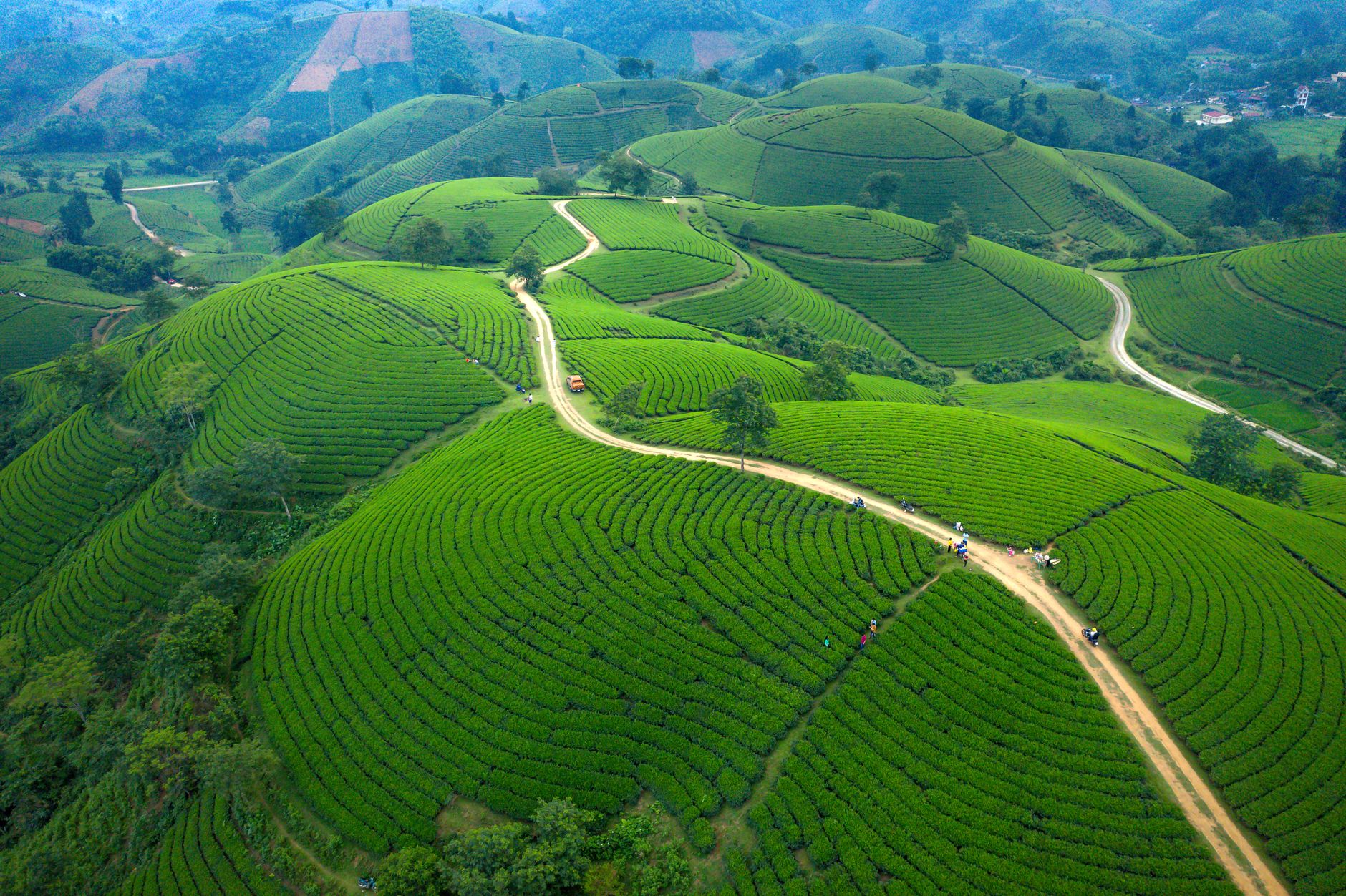 Aerial view of a narrow road curving between green tea terraces in the Indonesian highlands