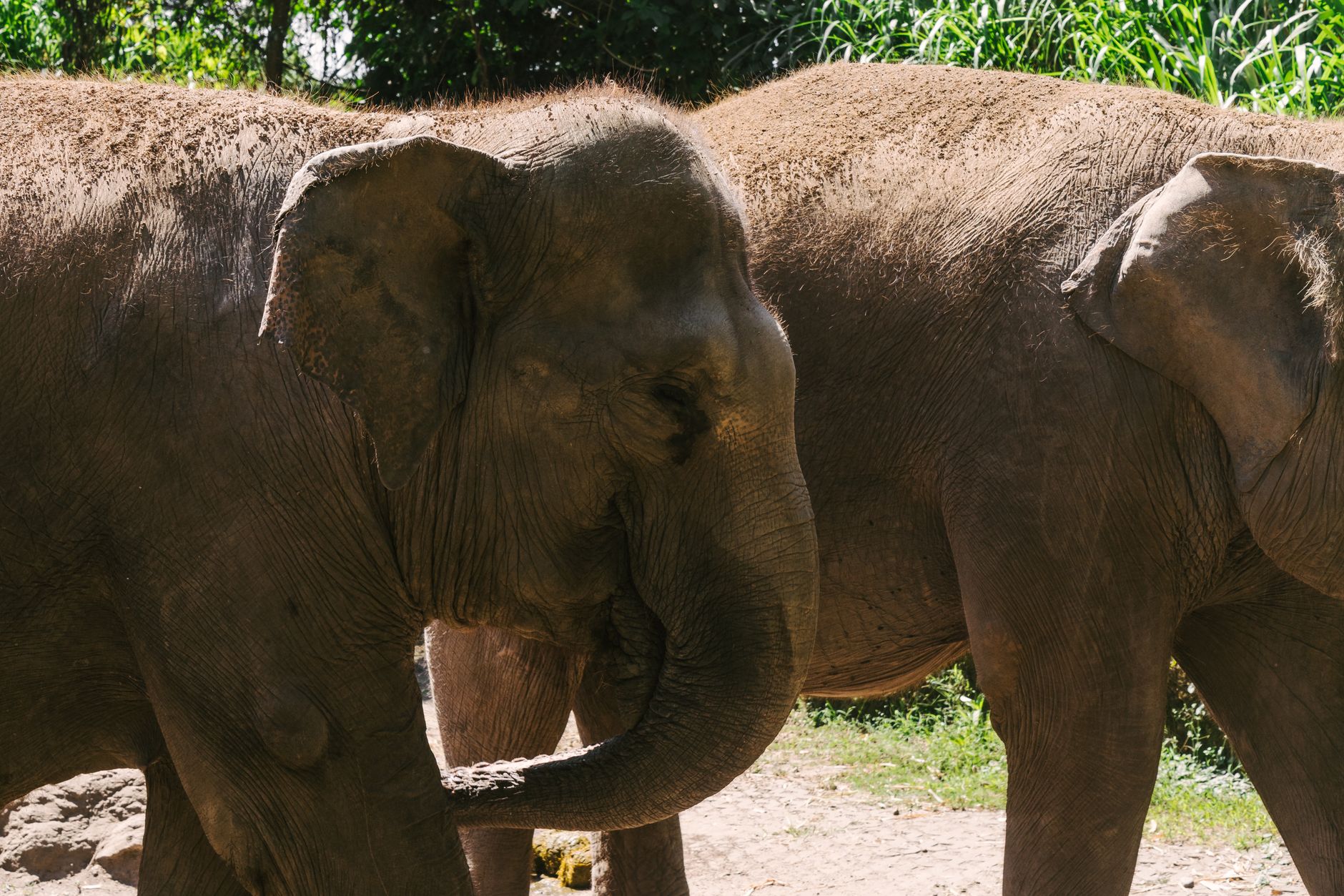 Two Asian elephants standing together at an Indonesian wildlife park