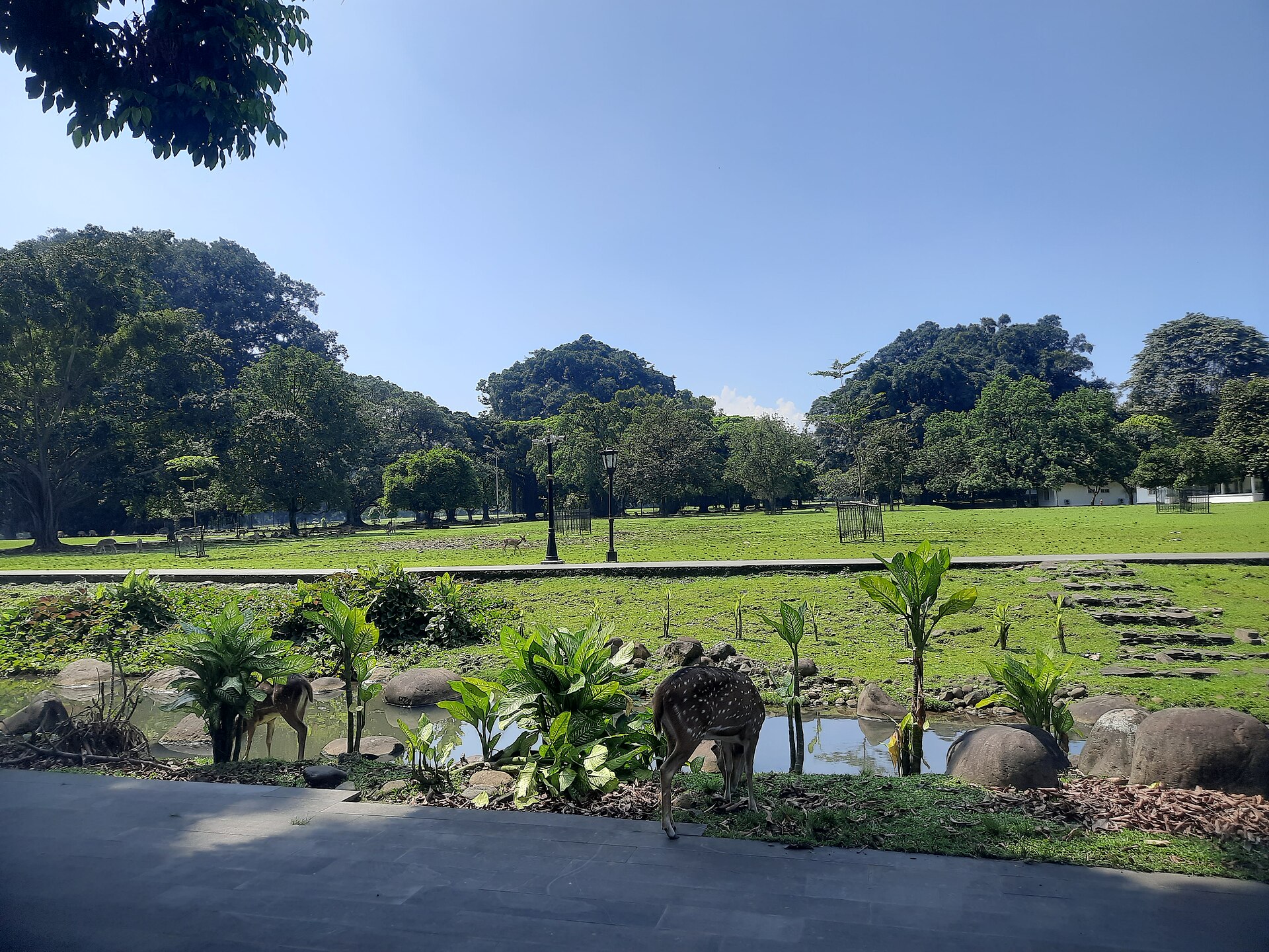 Spotted deer grazing beside a pond and tropical plants in front of wide lawns and huge old trees at Kebun Raya Bogor